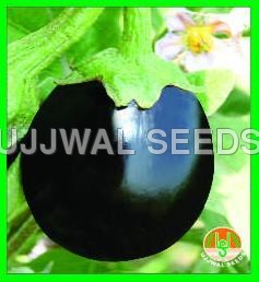 Brinjal - Kirti Black Round