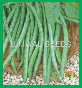 Cowpea - Shefali Cowpea - Shefali