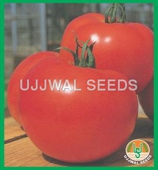Tomato S-22 Tomato S-22