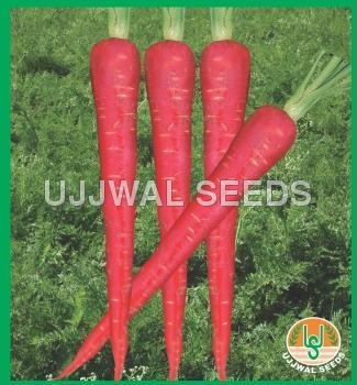 Carrot - Hybrid Lal Pari Carrot - Hybrid Lal Pari