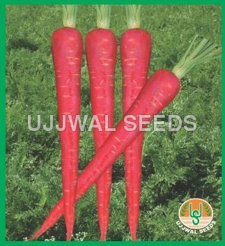 Carrot - Red Queen
