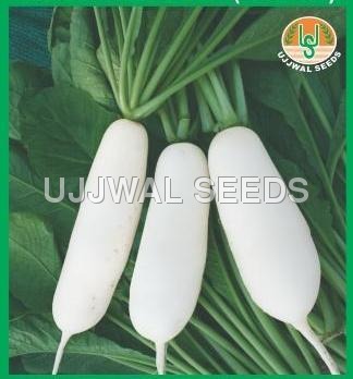 Redish - Chetki (Short) Redish - Chetki (Short)