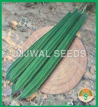 Ridge Gourd - Jaipuri Long Ridge Gourd - Jaipuri Long