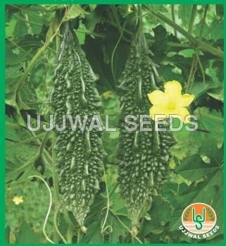 Bitter Gourd - F1 Hybrid Abhishek