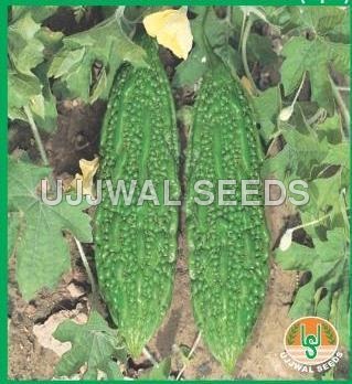 Bitter Gourd - Jaunpuri (spl.)