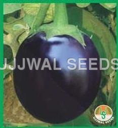 Brinjal - Black Round US-1250