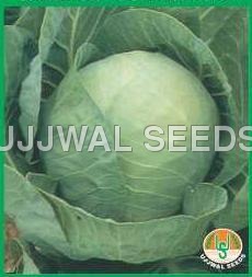 Cabbage - Golden Acre Cabbage - Golden Acre