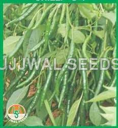G4 Green Chilli
