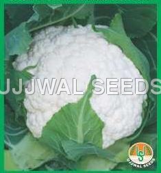 Cauliflower - Early Kunwari