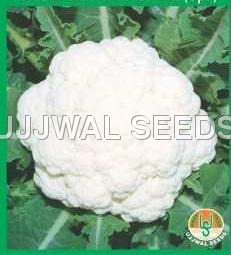 Cauliflower - Aghani (spl.)