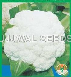 Cauliflower - Maghi (spl.)