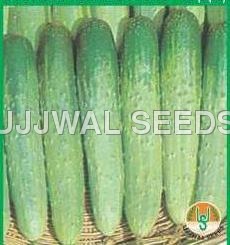 Cucumber - summer long -45(spl.)