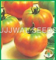 Tomato - P.K.M -1