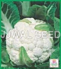 Cauliflower - Early Kunwari