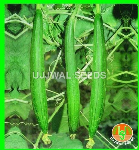 Sponge Gourd F1 Hybrid Chitra