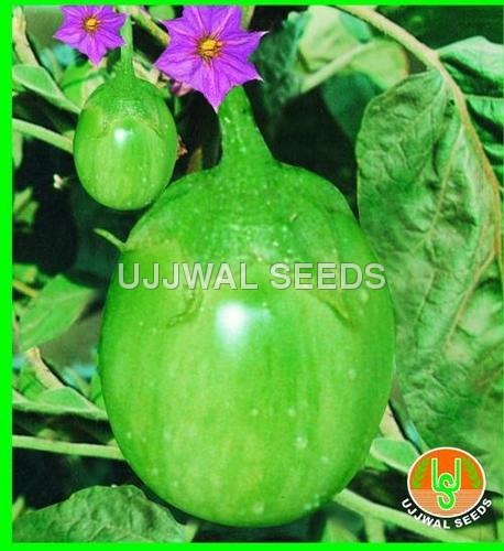 Brinjal - Green Round