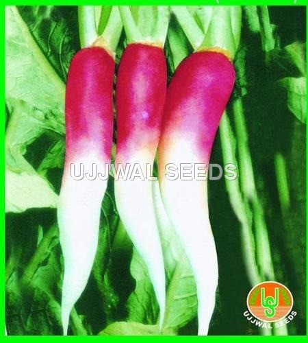 Radish - Bombay Red Spl (Half Red)