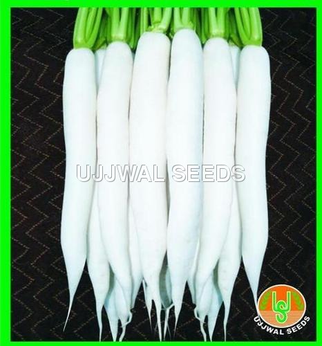 Radish - Hybrid Every White