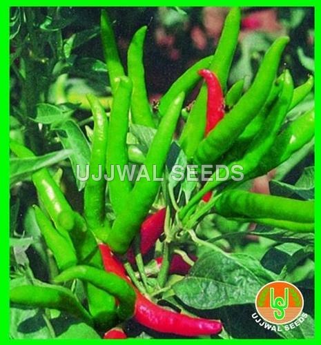 Chilli - Suryamukhi Cluster