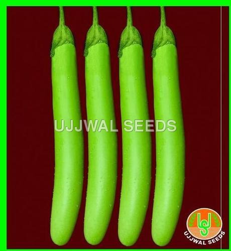 Brinjal - Green Long
