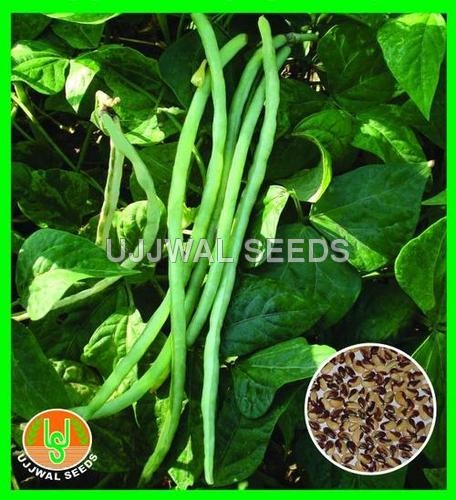 Cowpea - Gautam 201