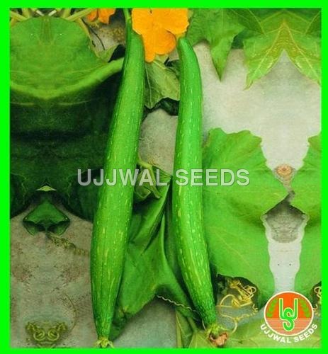 Sponge Gourd - Pusa Chikni