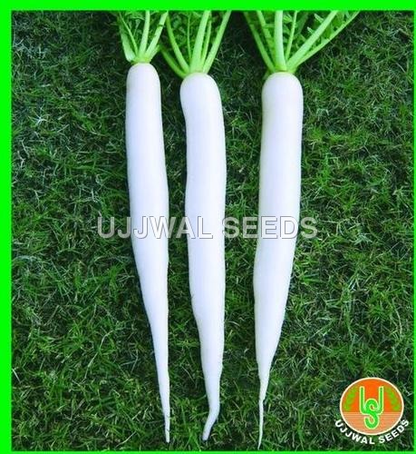 Radish - Mino Early Long White