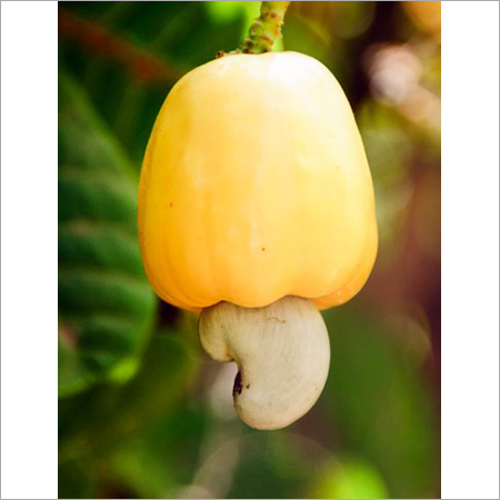 Organic Cashew