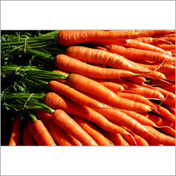 Carrot