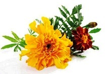 Marigold Oil
