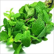Mentha Oil