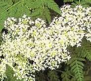 Myrrh Oil