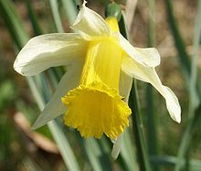 Narcissus Oil