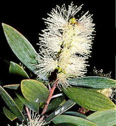 Niaouli Oil