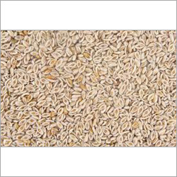Isabgol Seeds