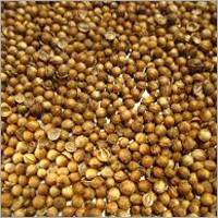 Coriander Seeds Coriander Seeds