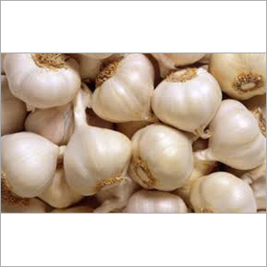 Fresh Garlic