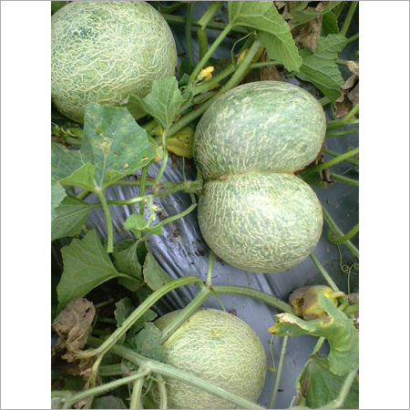 Vegetable Consultancy Services