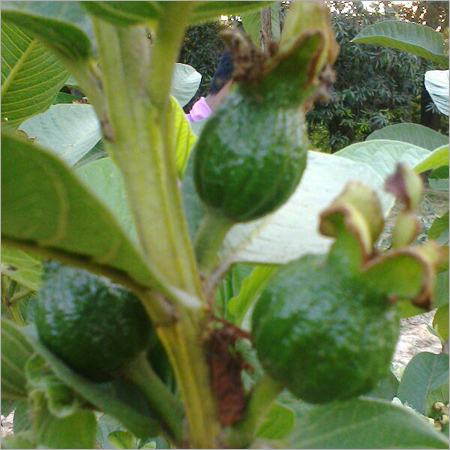 Fruit Consultancy Services