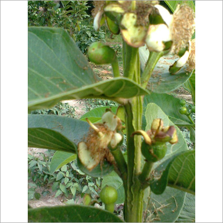 Agricultural Consultant Services