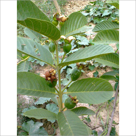 Contract Farming Consultancy Services