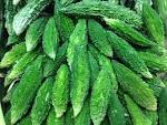 Kareka