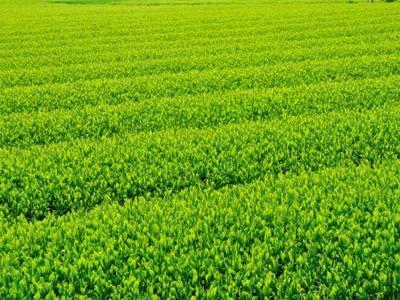 Organic Tea