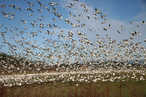 Bird Fog