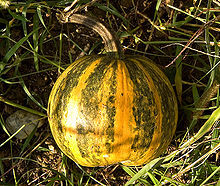 Pumpkin seed oil By HARI AROMA INTERNATIONAL