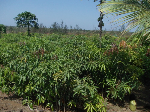 Mango Plants