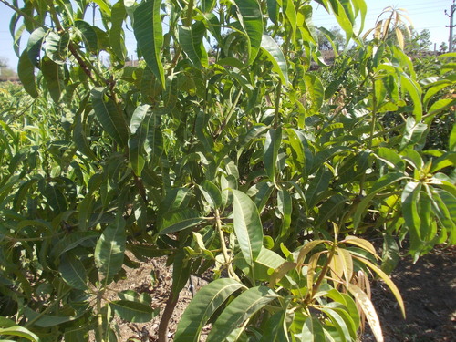 Grafted Mango Plants