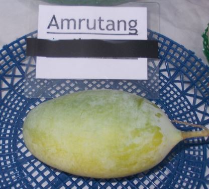 Mango Fruits