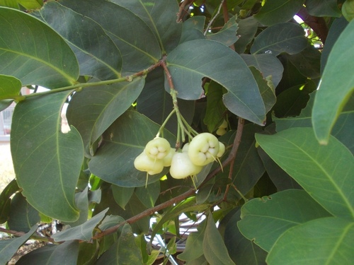 Jamun Plant