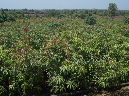 Kesar Mango Tree